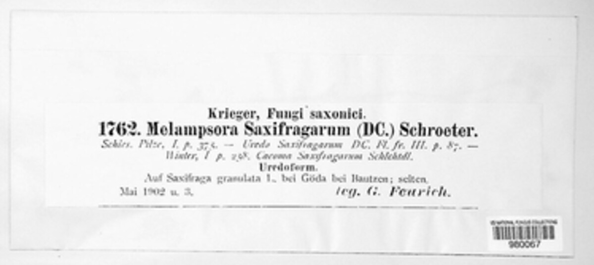 Melampsora vernalis image